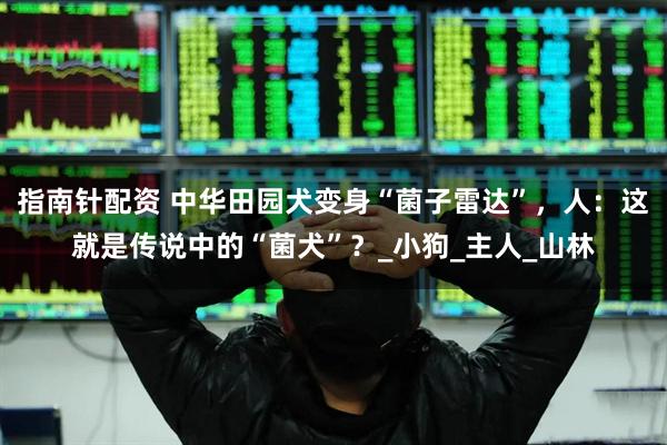 指南针配资 中华田园犬变身“菌子雷达”，人：这就是传说中的“菌犬”？_小狗_主人_山林